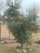 img-20170204-wa0007-medium